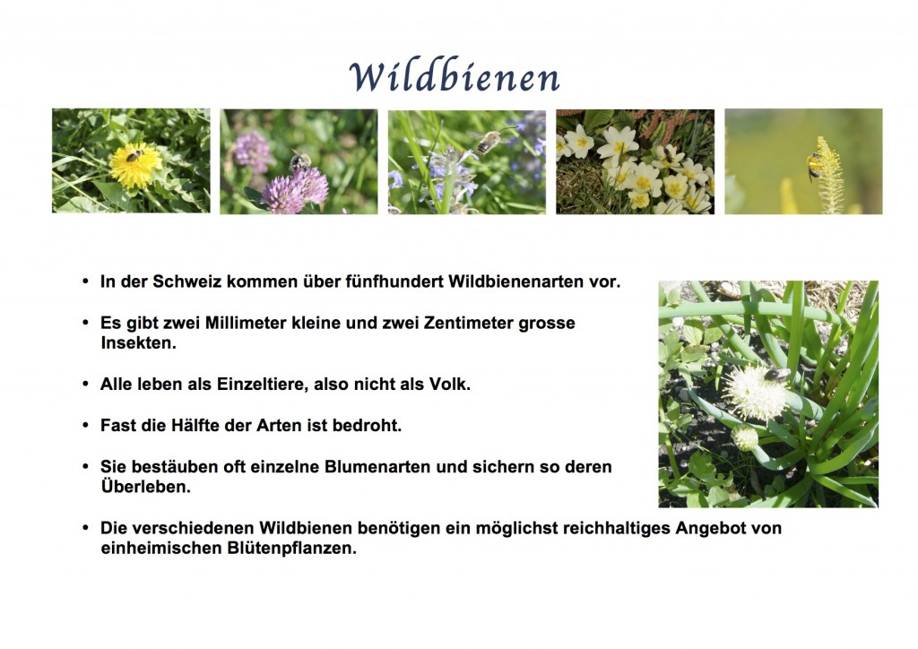 Wildbienen Infos auf zwei Seiten JPEG